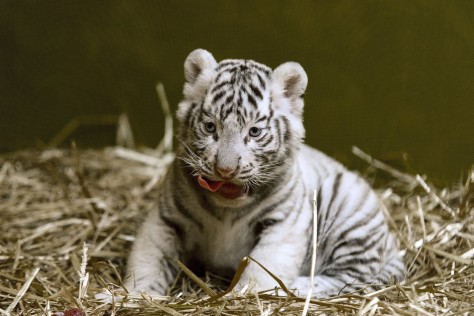 Még nem látta a győri fehér tigris kölyköket?! 